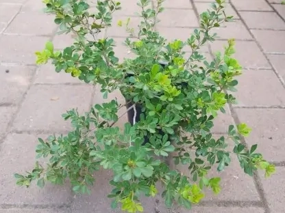 אוג חרוק שופע בעציץ בקוטר 18 ס"מ