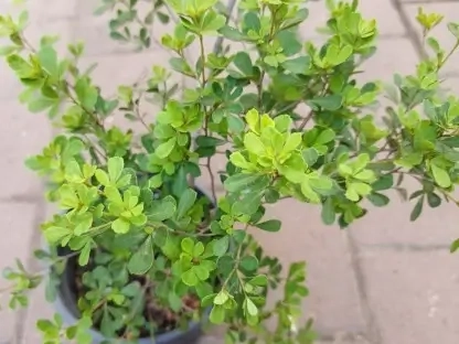 אוג מסולסל - אוג מוקרנטה בעציץ בקוטר 18 ס"מ