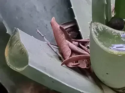 אלוי אמתי שופע ג'ל