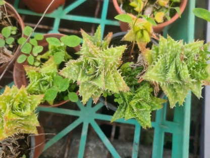 אלוי יובנה שיניי טיגריס