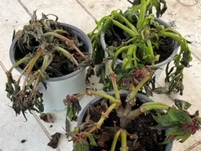 צמח נבול למראה בעציצי פלסטיק