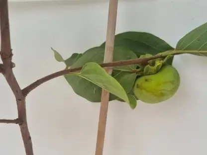 אפרסמון יפני