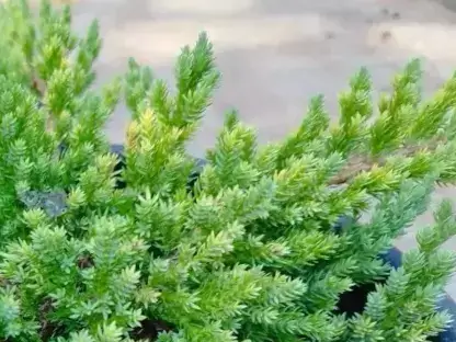 ערער משתרע ארזני ננה פרוקומבנס