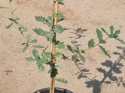 אלון ארוך-עוקצים