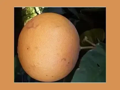 אשכולית סטאר רובי