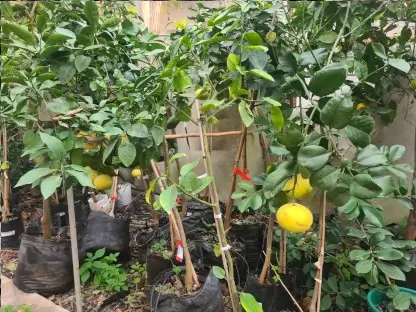 הדר אשכולית לבנה