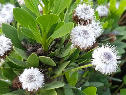 גולנית יובשנית 'בלו אייז'