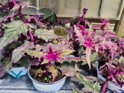 גינורה זהובה ז.ש. ע' 12 ס"מ עלווה סגולה