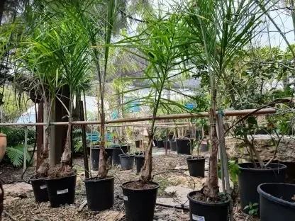 ארקית רומנסדורף (קוקוס)