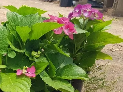 הורטנזיה, הידרנגיאה,