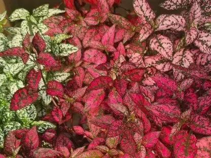 היפואסטס משובל