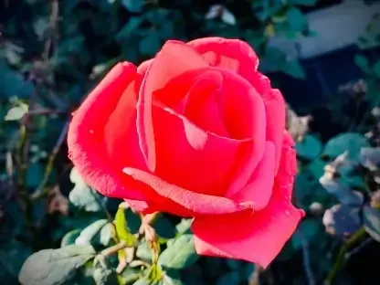 ורדים כלאי תה, הרמיוני