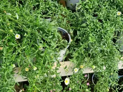 ויטדיניה אוסטרלית