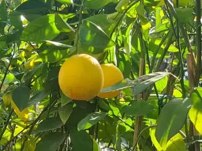 הדר התפוז 'ולנסיה'