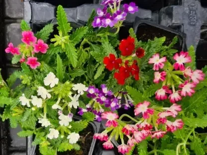 ורבנה עונתית שלל צבעים בכוסית