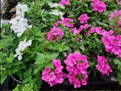 ורבנה משתרעת שלל-צבעים