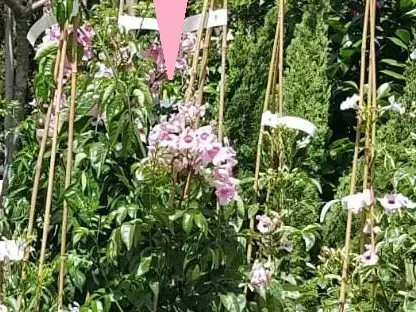 פודרונאה ורודה