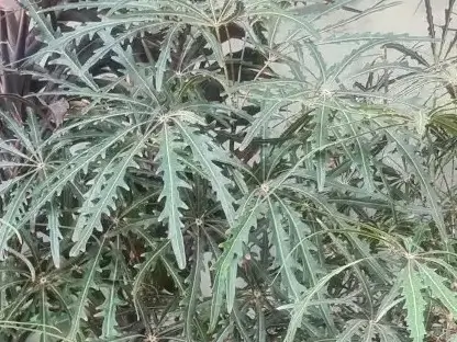 זוגיים עדינים עלווה