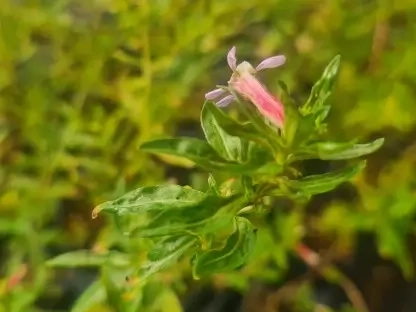 פריחת גבנון מקסיקני טוינקי פינק בסגול-ורוד