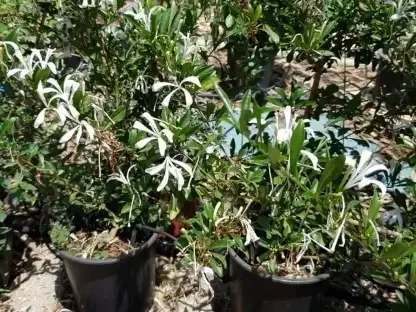 טוראה קהה