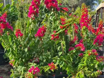 פריחת בשרביטים בצבע בורדו של בוגנוליאה טורץ` גלו `קומפקטית`