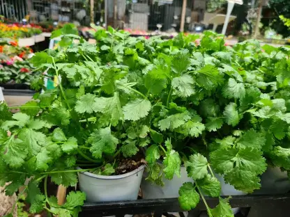 כוסברה, גד השדה, עציץ 10-12 ס"מ