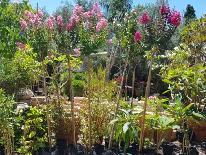 לגרסטרמיה הודית