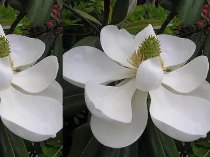 מגנוליה גדולת פרחים פרח בודד