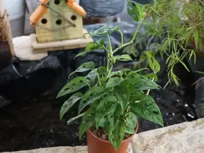 מונסטרה יפה מאנקי מאסק