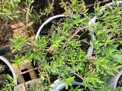 מיאופורון קטן-עלים 'ארגמני' (מאדים)