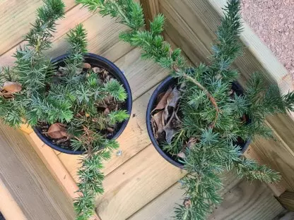 ערער מכונס קונפורטה