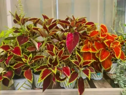 נדנונית מצויה, קולאוס