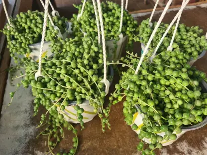 סביון כדורי דמעות תינוק