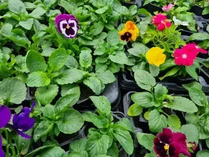 סגל אמנון ותמר מכלוא שלל צבעים