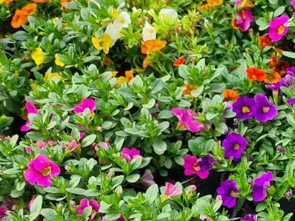 פטוניה מפלית מיני