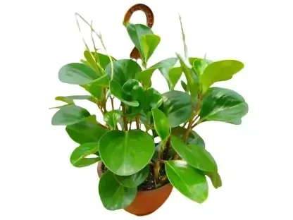 פפרומיה ירוקה חלקה