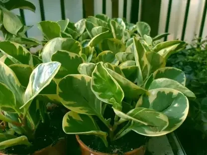 פפרומיה מגוונת חלקה