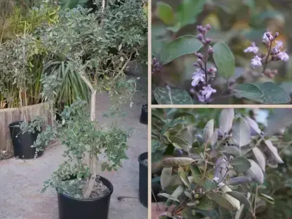 שיח אברהם  משולש 'ארגמני'