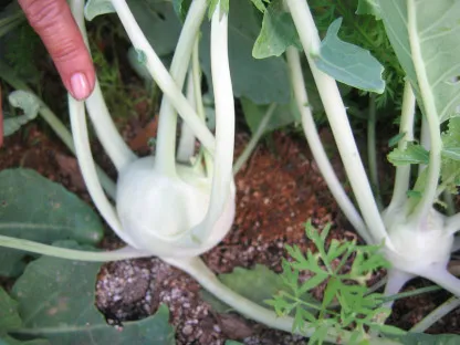 קולורבי בערוגת ירקות