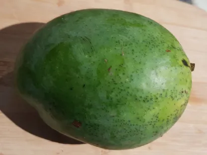 מנגו הודי 'קיט'