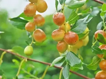 שיזף תרבותי סיני – Ziziphus jujuba.