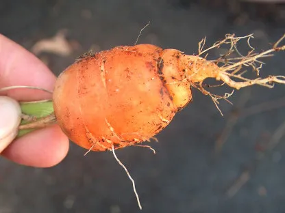 הגזר שלנו יגיע רחוק