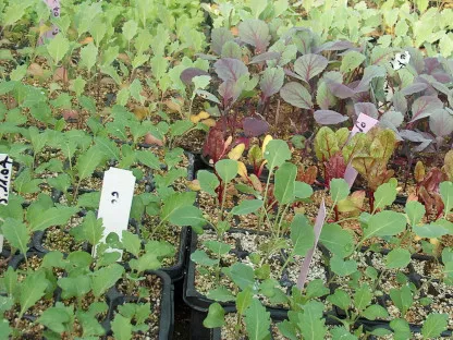 שתילי ירקות לחוות הניסיונות