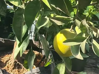 הדר התפוז 'שימוטי'