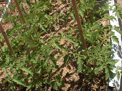 שתילי עגבניה בערוגה