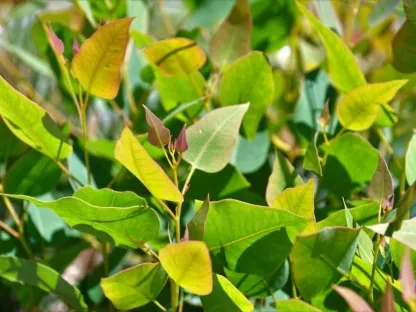 איקליפטוס כדורי קקל