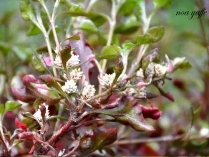 ביצן רב-גוני אוסטרלי