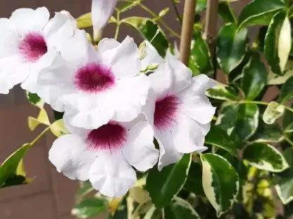 פנדוריה יסמינית מגוונת