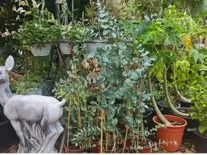 איקליפטוס מאפיר צינראה