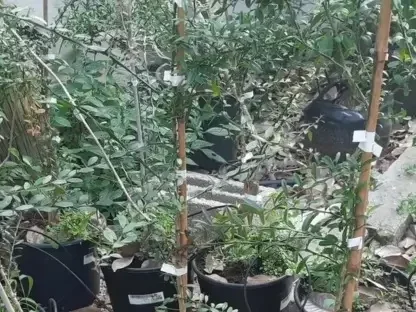 פינגר ליים אוסטרלי למאכל